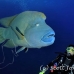 wrasse_napoleon_bro_l_h_0015_egy0315.jpg